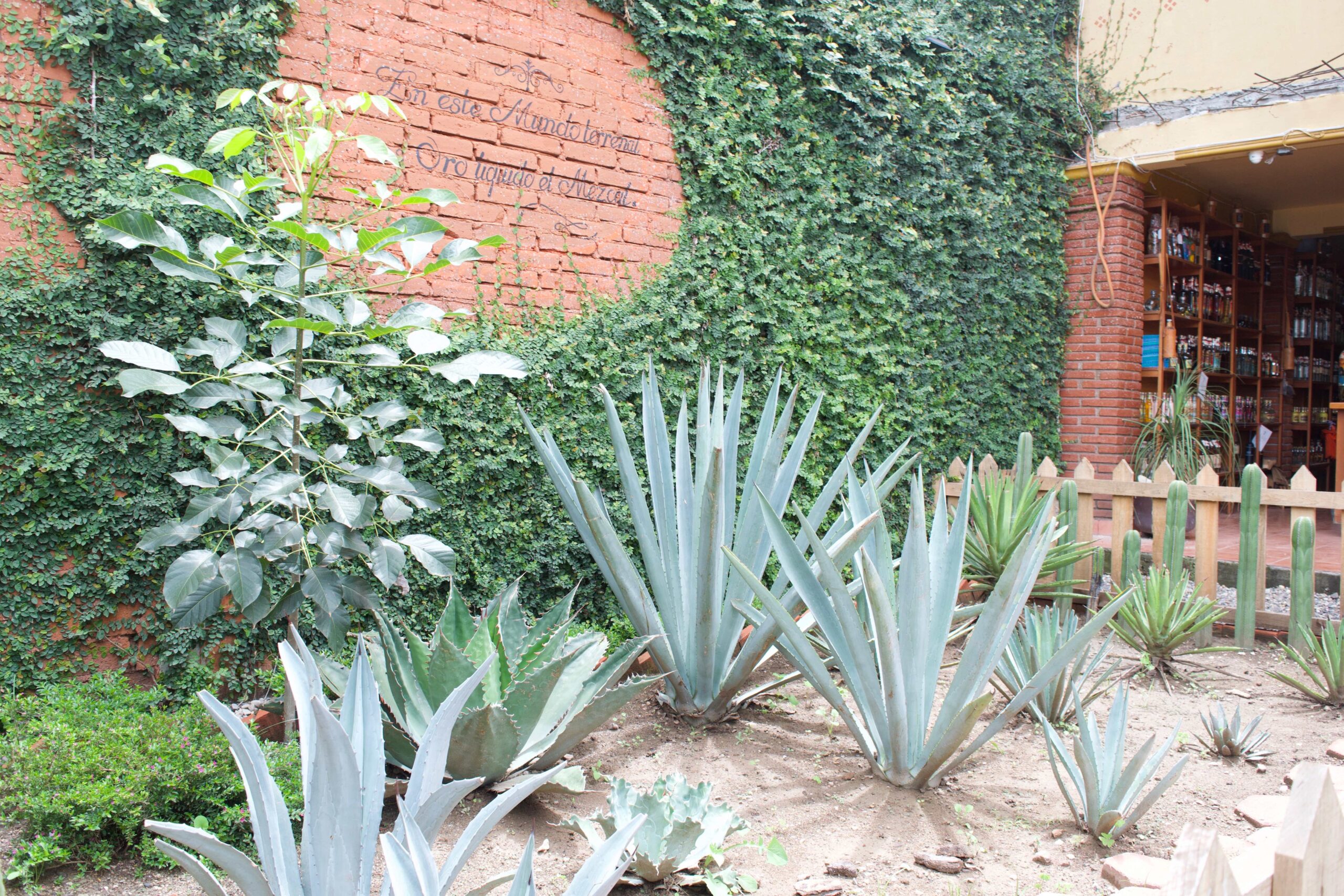 Cata de Mezacal en Oaxaca